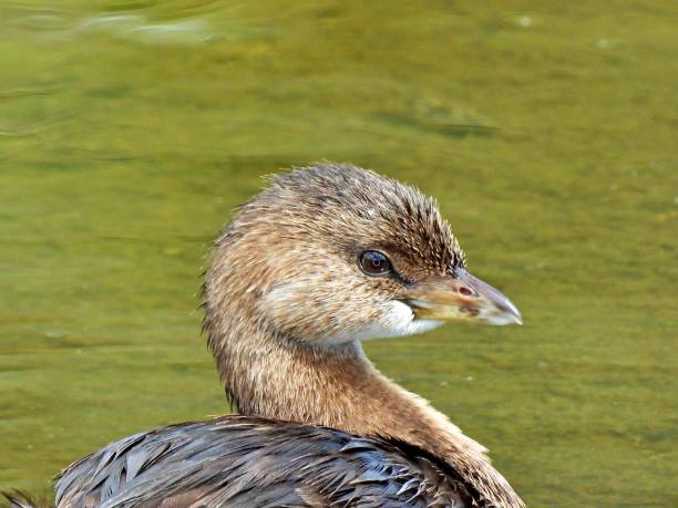 istock Pied-billed Grebe (Podilymbus podiceps) -portrait 1437691708