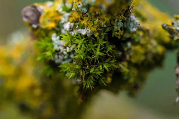 Close-up photograph of star moss and lichen on a branch in autumn