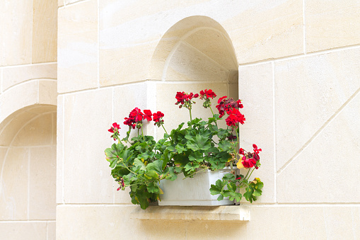 Arched stone window on building wall with geranium flower pot