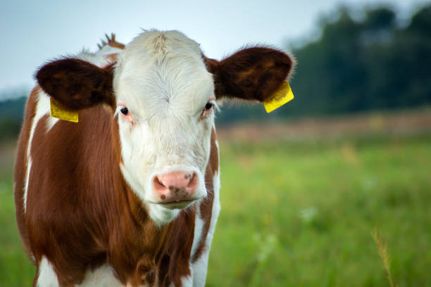 istock A spotted cow calf in the pasture 1437693831