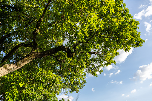 Full frame view of a beech tree top in Spring. The detailed structure and texture of the leaves and branches is clearly visible. The leaves glow in rich and vivid May green. Side view from slightly below.