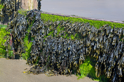 Bladderwrack and Gutweed (Ulva intestinalis) seaweed seagrass over wooden posts, Isle of Wight, UK