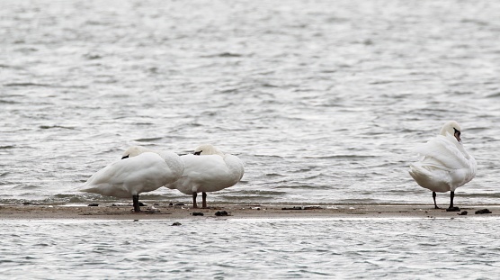 Mute Swans (Cygnus olor) resting