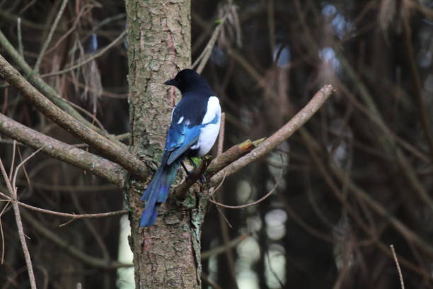 istock A single Magpie sits on a tree branch in the forest 1437699580