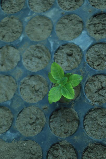 istock Seedlings flower in a black tray 1437699637