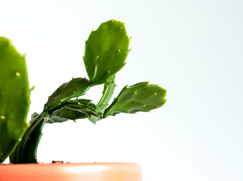 Green leaves on green leafpads of succulent plant Opuntia tuna cactus