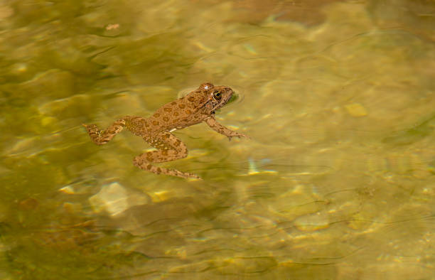 istock a Frog swiming in water 1437699803