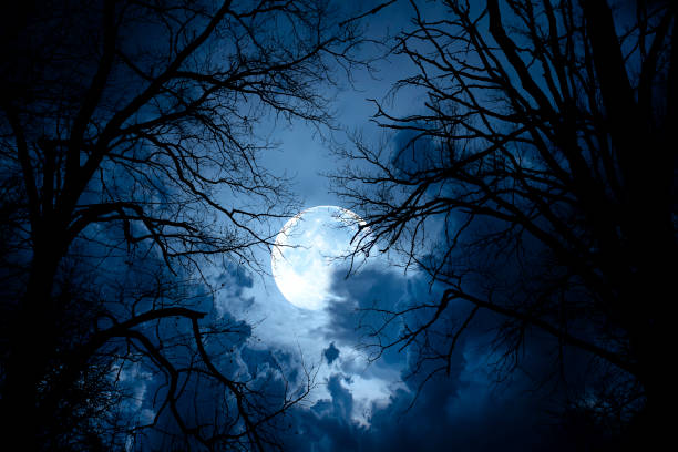 istock Silhouette dead tree at night for Halloween background. 1437700946