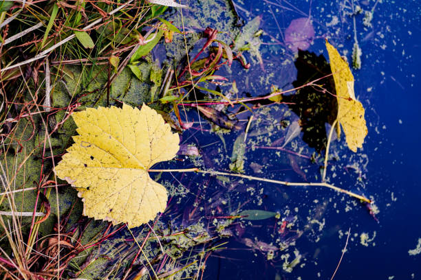istock Yellow Maple Leaves Float in Pond, Autumn, Close-up 1437701813