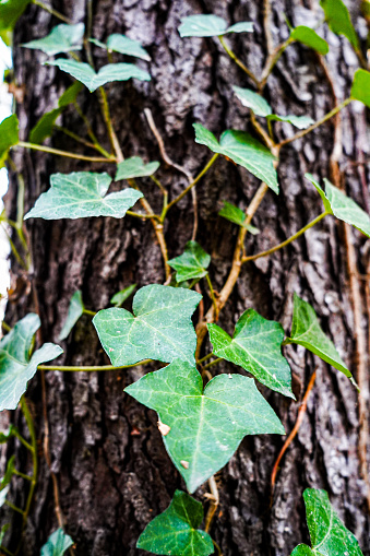 Ivy climbs a tree with a close-up of the green ivy and tree bark. Full frame.