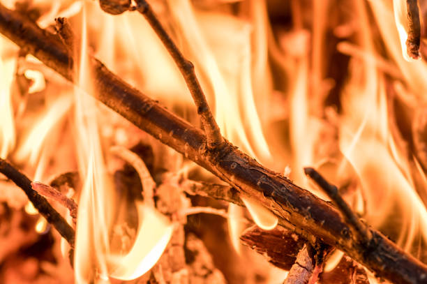 A closeup of burning branches and twigs