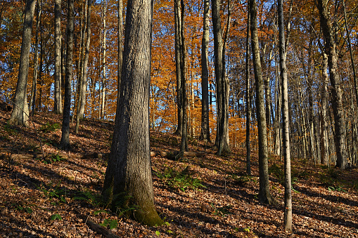 Oak-hickory forest on a slope in northwest Connecticut, autumn, with a white oak in the foreground. Maples and beeches are also present.