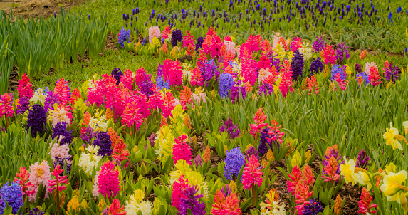 Rainbow flowers hyacinths growing on the flower bed on the farm. Marvelous hyacinth flowers in the garden. Beautiful outdoor scenery.