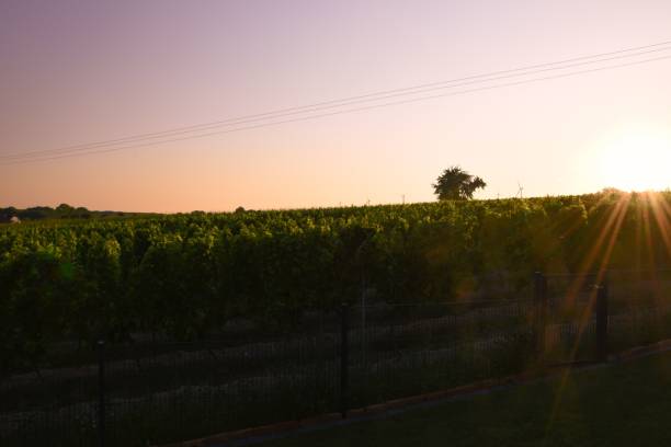 istock Green vineyards at a beautiful sunset. 1437703608