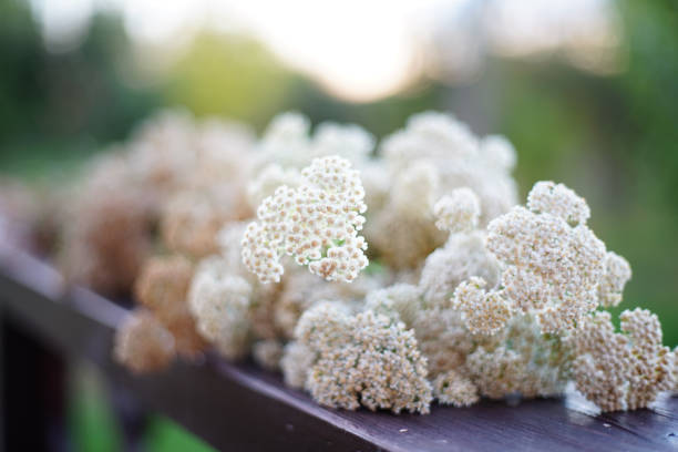 fresh yarrow plants in a bouquet in a summer d