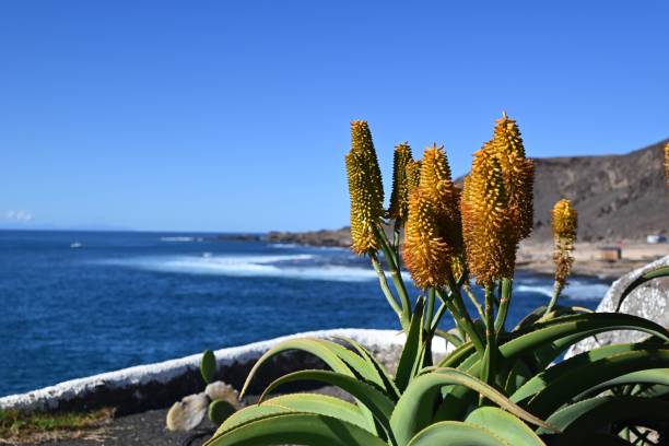 A closeup of Aloe thraskii, the dune aloe.