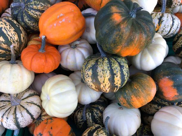 istock Colorful pumpkins autumn background 1437705083