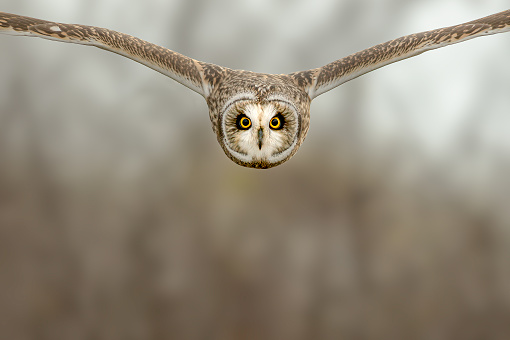 Short-eared Owl flying head on