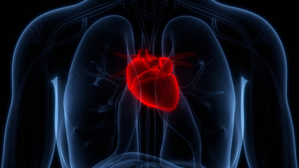 istock Human Circulatory System Heart Anatomy 1437705576