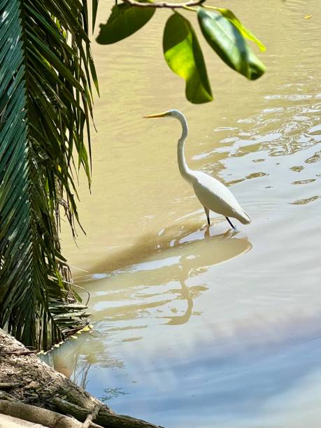 istock Swan in the quagmire 1437707078