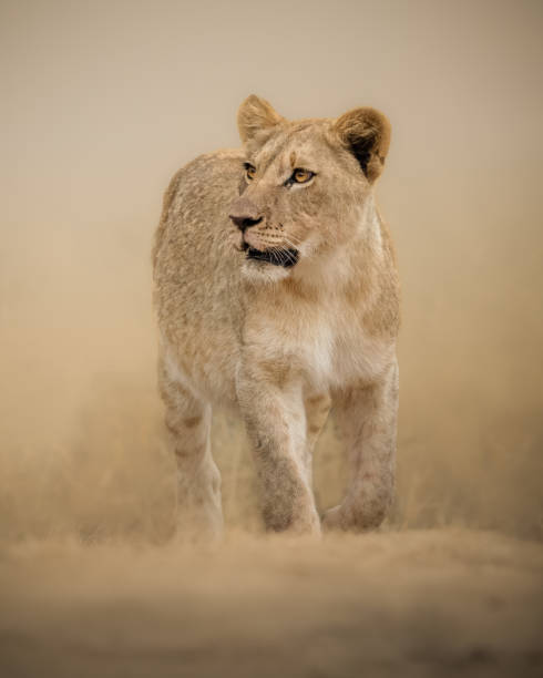 istock Lioness enters the scene 1437707204