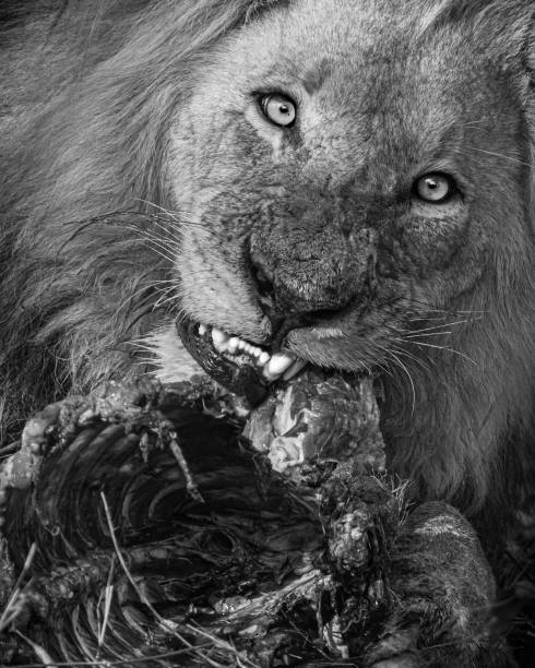 istock Male Lion with Warthog Prey 1437707205