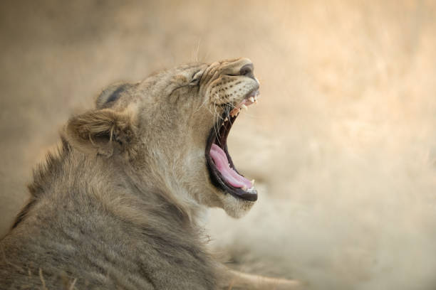 istock The Lions Yawn 1437707211