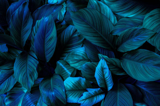 istock Green leaf surface, abstract background, natural pattern, tropical leaves, dark leaves 1437707877