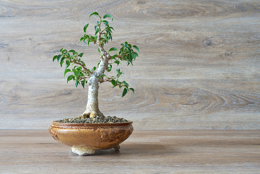 Close-up of a bonsai tree  against a textured white wall background.