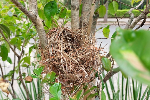 A bird nest set over a small tree's branch with hidden little birds inside.