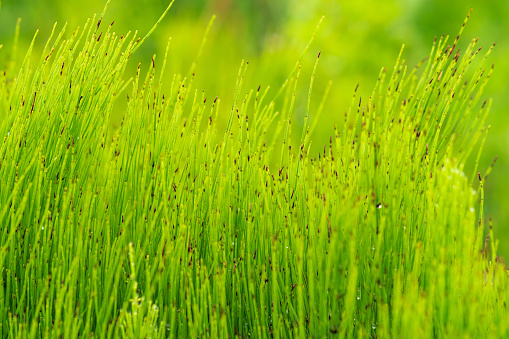 natural background - green grassy vegetation close up