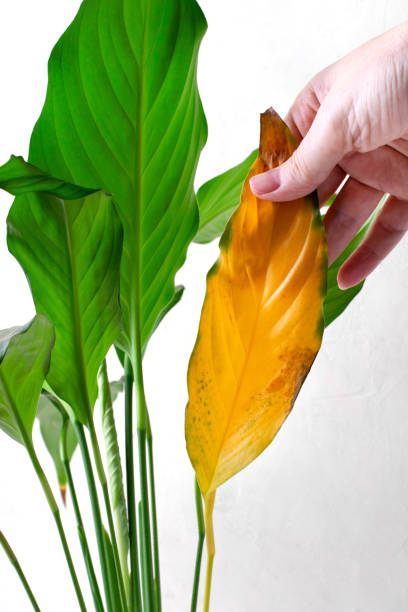 istock Spathiphyllum plant with a yellow leaf. Improper care for houseplant 1437710044