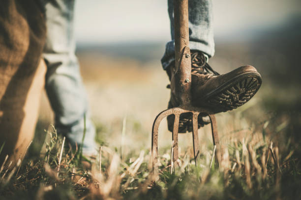 kowbojski ranczer opiera nogę na widelcu ogrodowym - gardening fork zdjęcia i obrazy z banku zdjęć