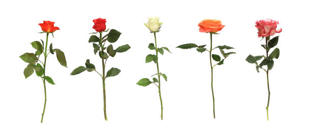 istock Colorful rose flower isolated on white background 1437712997
