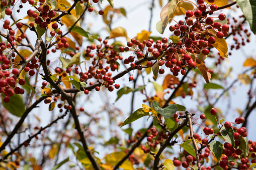 Crab apple - malus baccata, Boston, Massachusetts, USA