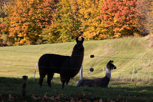 Alpacas in a farm in the fall, Washington, Vermont, USA