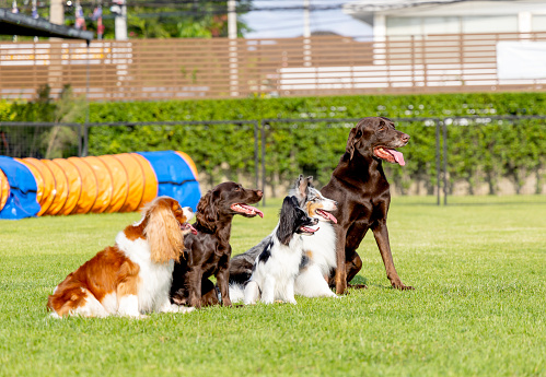 Group of different type dogs stand  on grass field as line formation and look forward with sun light and happiness.