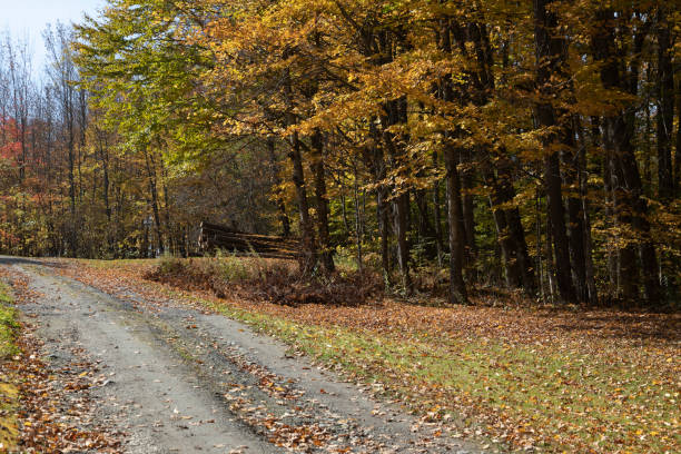 Country dirt road in the fall, Wolcott, Vermont, USA