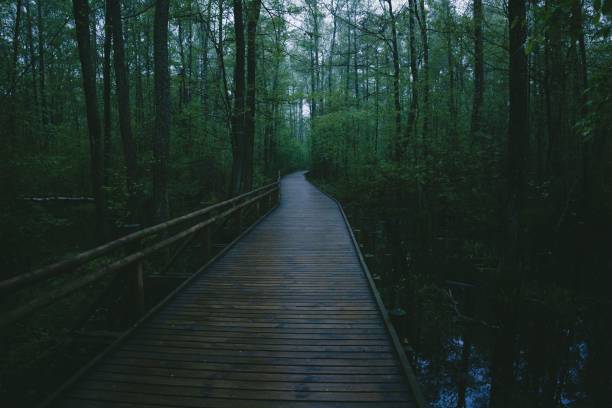 istock Wooden pathway in a dense green forest 1437713339