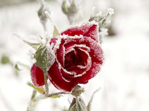 A closeup shot of a red rose covered with snow