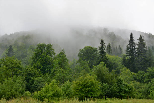 istock Mysterious green forest covered with fog 1437713405