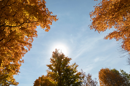 Colorful autumn trees, Wolcott, Vermont, USA