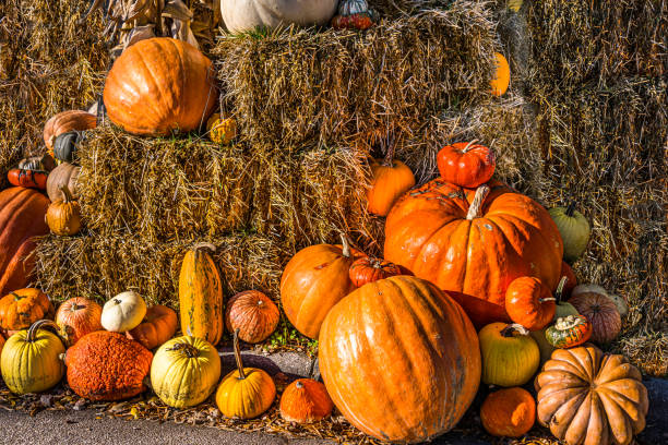 istock Pumpkins on Bales of Hay 1437714569