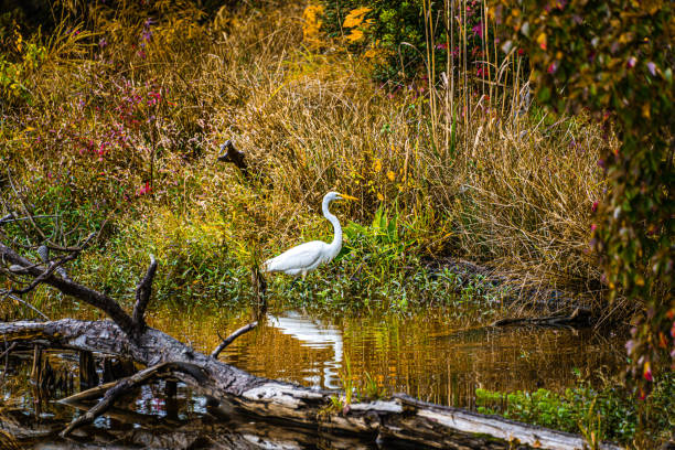 A snowy egret wading through the water in the swamp.