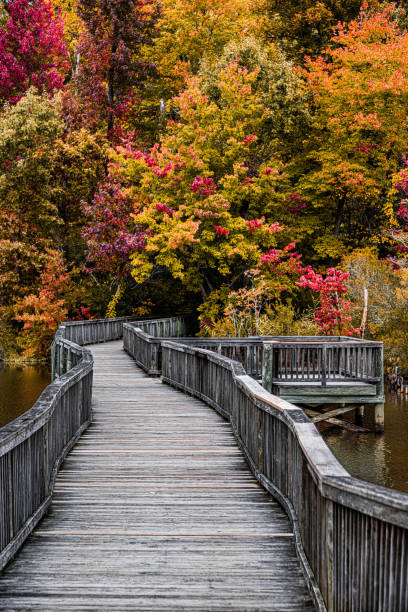 istock Wooden Bridge into the Fall Colors 1437714684