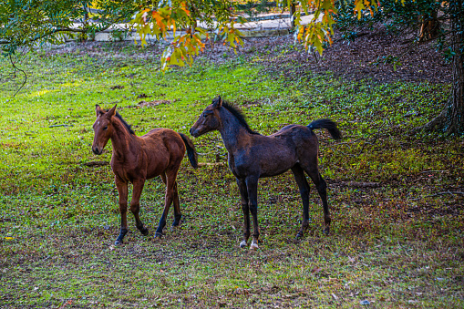 Horse near a forest in autumn Carpathian mountains, Ukraine