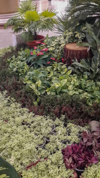 istock Plants, Statistic Beauties plants collection design 1437715051