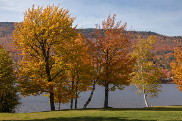 istock Colorful trees by the lakeshores  in the fall 1437715174