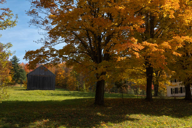 Colorful autumn trees on a country road, Elmore, Vermont, USA