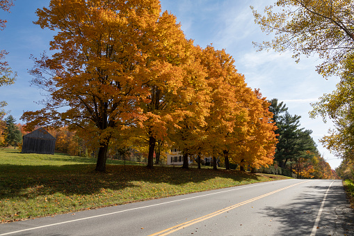 Colorful autumn trees on a country road, Elmore, Vermont, USA